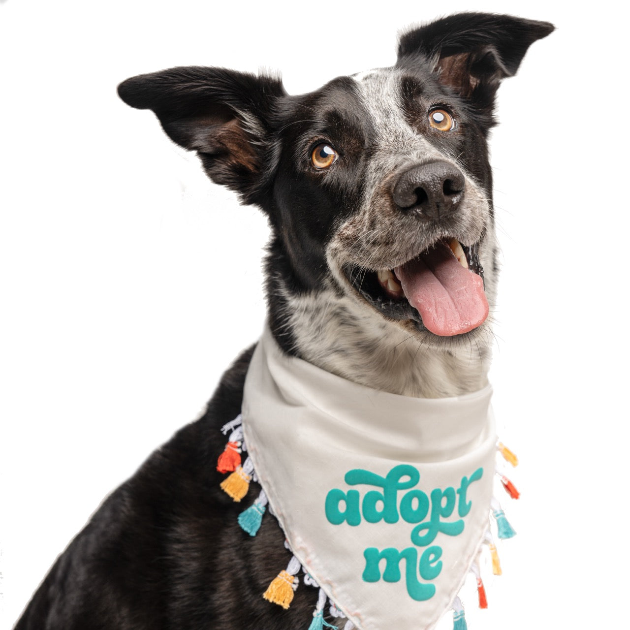 Adopt Me Dog Bandana – Puff Print with Colorful Fringe | Rescue Bandana for Adoptable Dogs | Shelter & Foster Pet Accessory