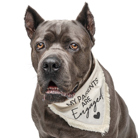 My Parents Are Engaged! Boho Dog Wedding Bandana – Natural Cotton with Puff Print & Fringe Trim | Engagement or Proposal Pet Accessory