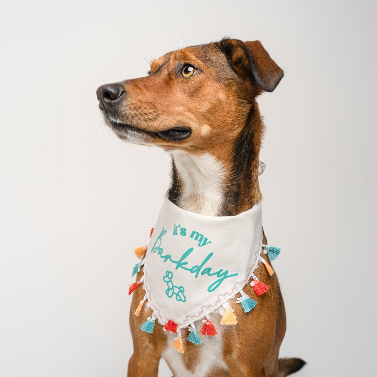 It's My Barkday Dog Bandana – Puff Print with Colorful Fringe | Natural Cotton Birthday Pet Accessory