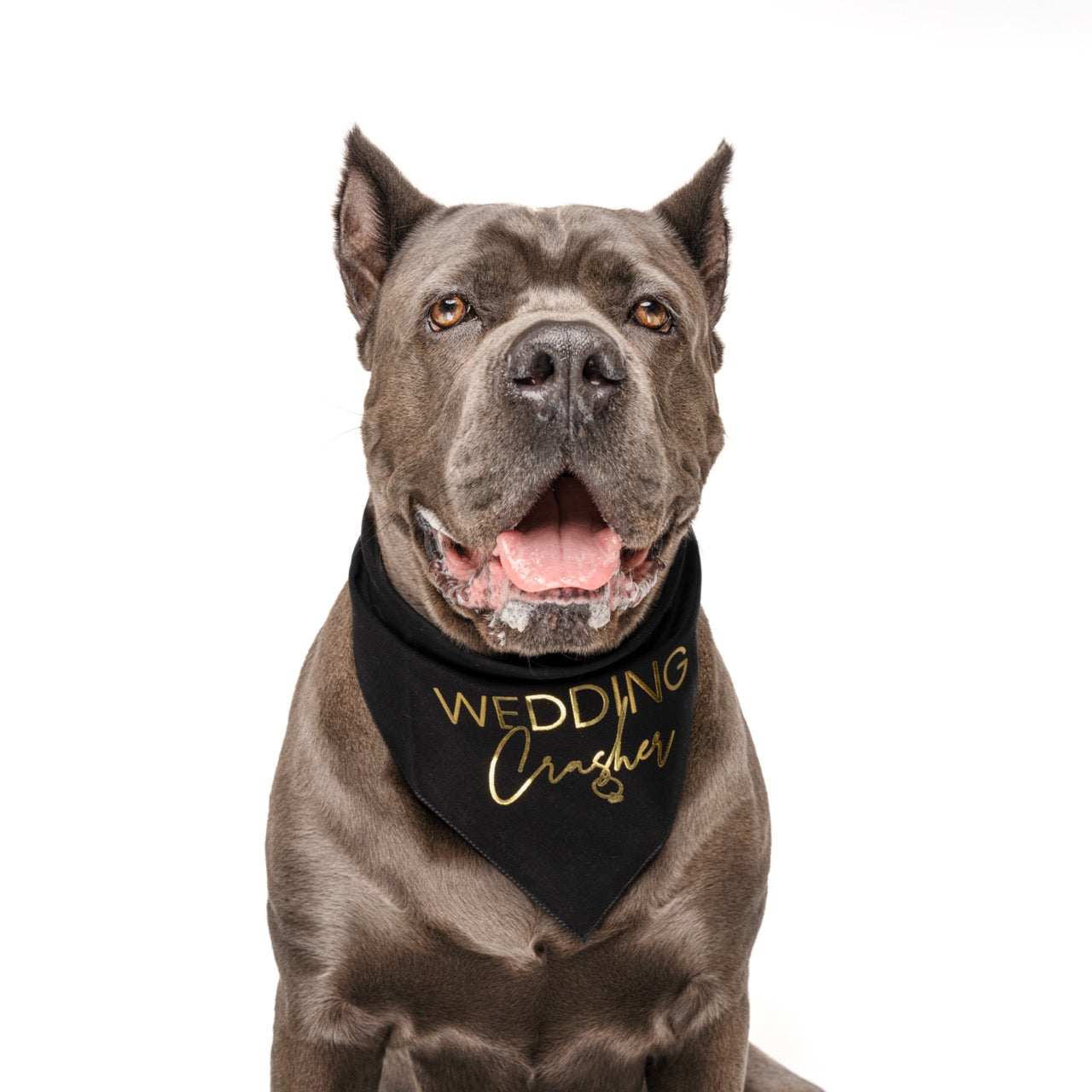 Wedding Crasher β Dog Bandana | Metallic Print | Funny Wedding Pet Accessory | Soft Cotton Triangle