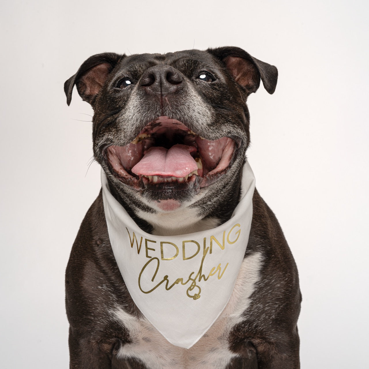 Wedding Crasher β Dog Bandana | Metallic Print | Funny Wedding Pet Accessory | Soft Cotton Triangle