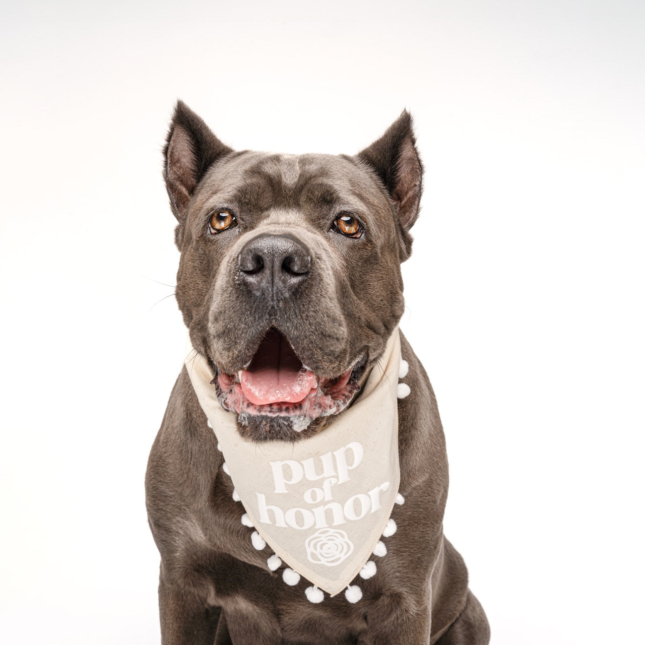 Pup of Honor Boho Dog Bandana – Wedding & Bridal Party Accessory with Fringe Trim & Puff Print | Natural Cotton