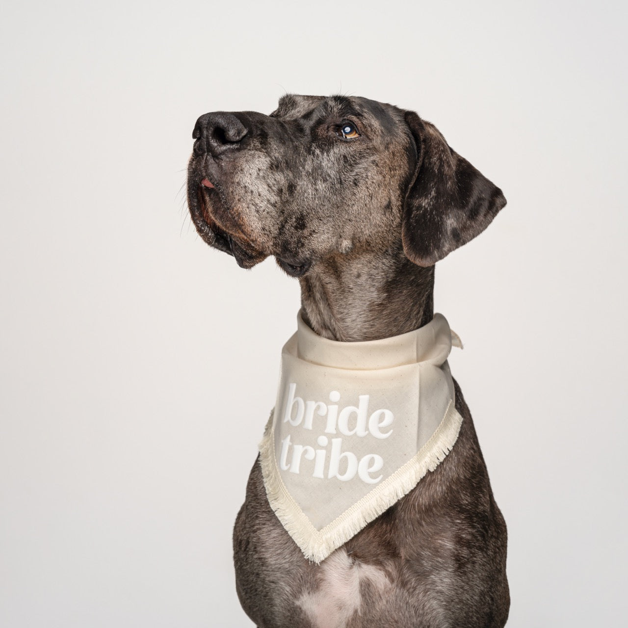 Bride Tribe Boho Dog Wedding Bandana – Natural Cotton with Puff Print & Fringe Trim | Engagement or Proposal Pet Accessory