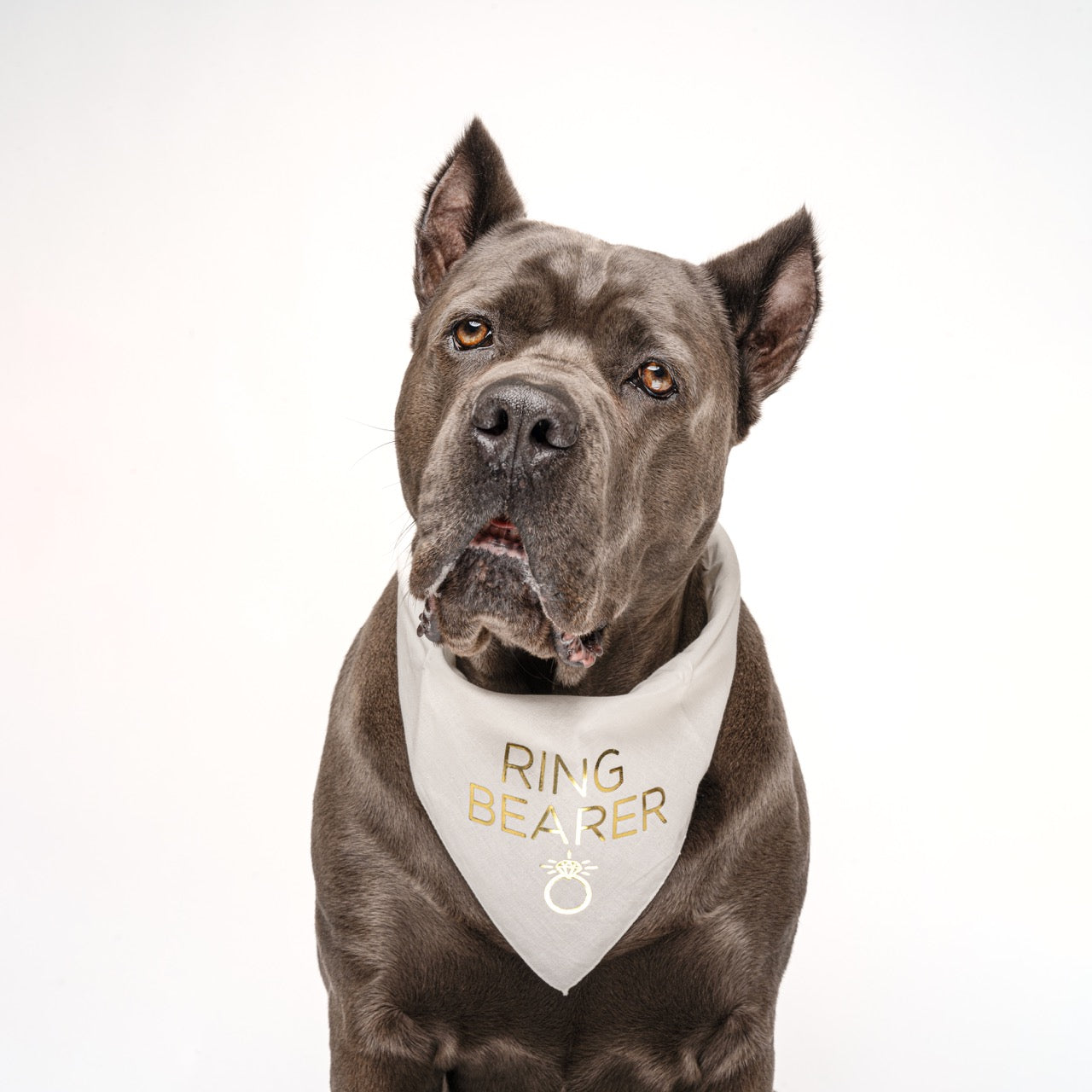 Ring Bearer Metallic Dog Bandana