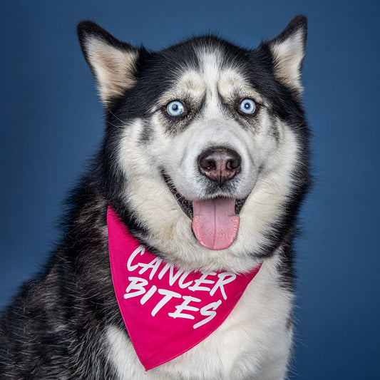 Cancer Bites Triangle Dog Bandana