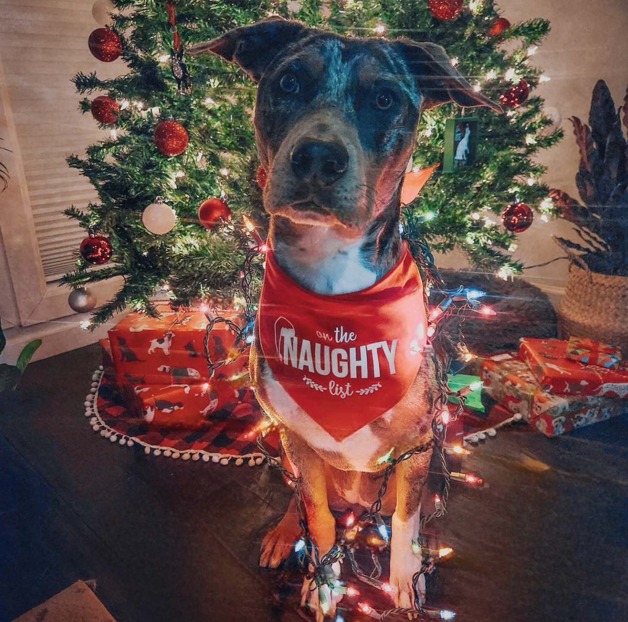 On The Naughty List Christmas Dog Bandana