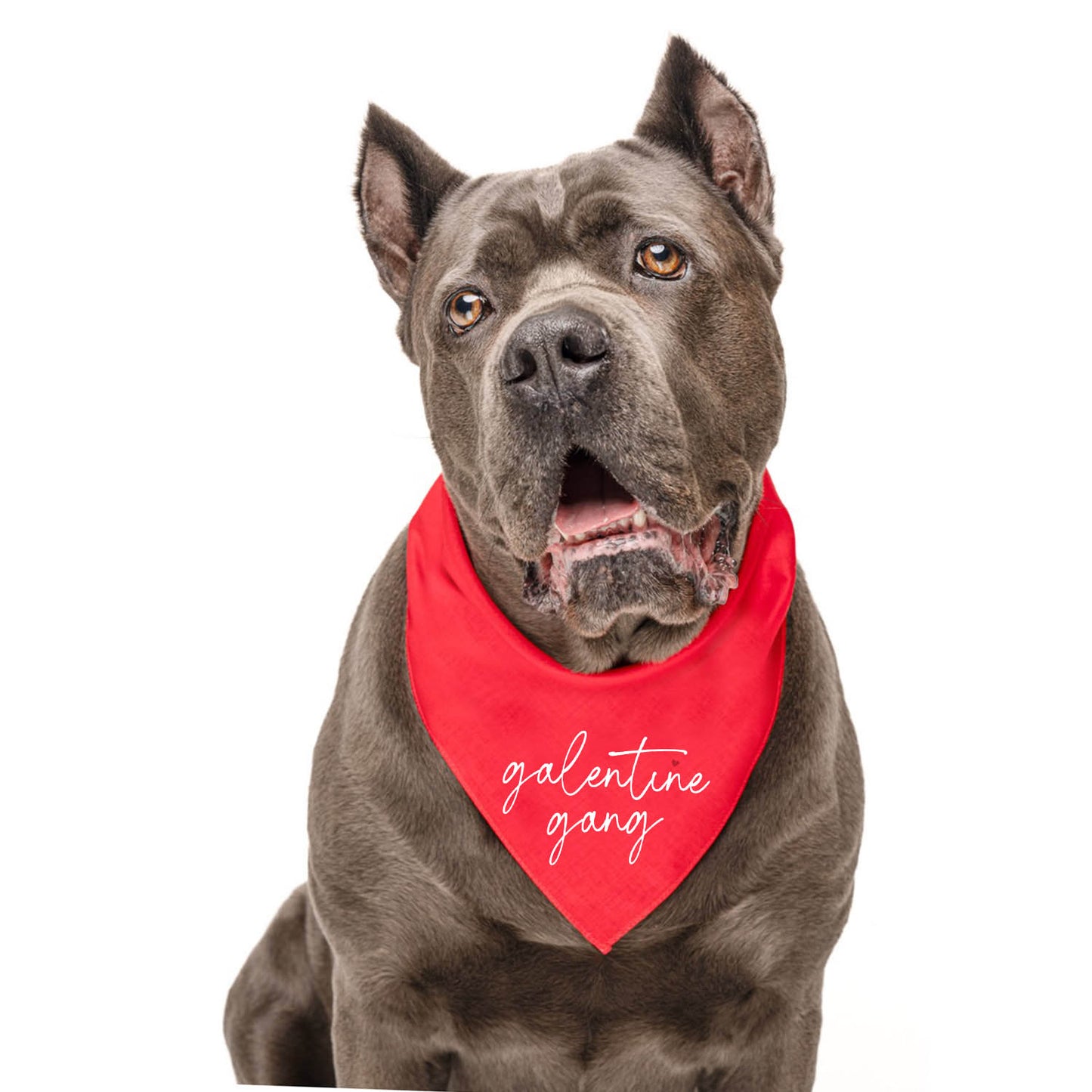Galentine Gang Dog Bandana | 100% Natural Cotton Triangle | Made in USA | Valentine’s Day Pet Outfit | Puppy Friendship Accessory