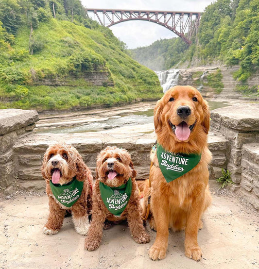 Adventure Buddies Triangle Dog Bandana