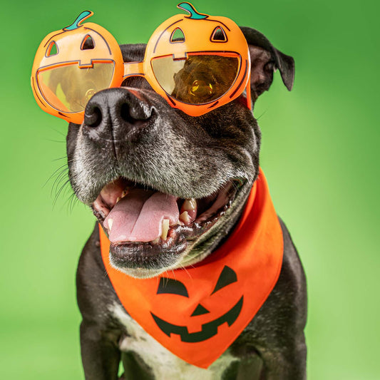 Jack O Lantern Halloween Triangle Dog Bandana