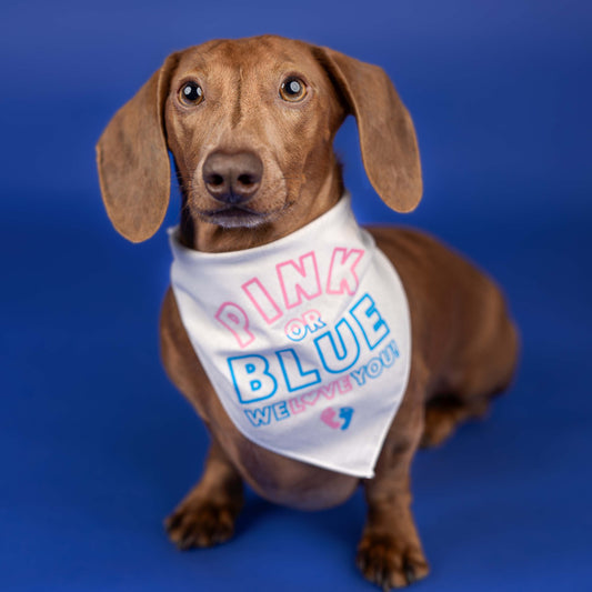 Pink Or Blue We Love You Gender Reveal Announcement Triangle Dog Bandana