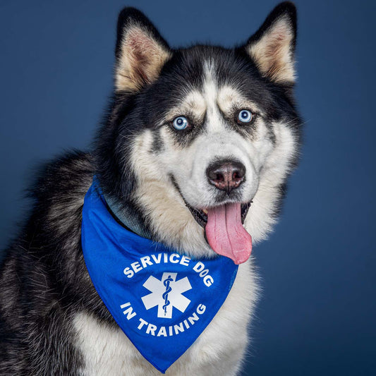 Service Dog In Training Triangle Dog Bandana